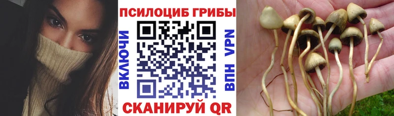 Галлюциногенные грибы Psilocybine cubensis  блэк спрут зеркало  Байкальск 